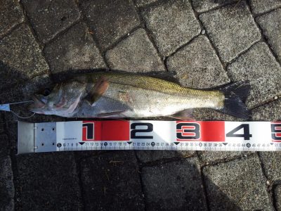 車の匂いをどうにかしたい のら猫の海釣り